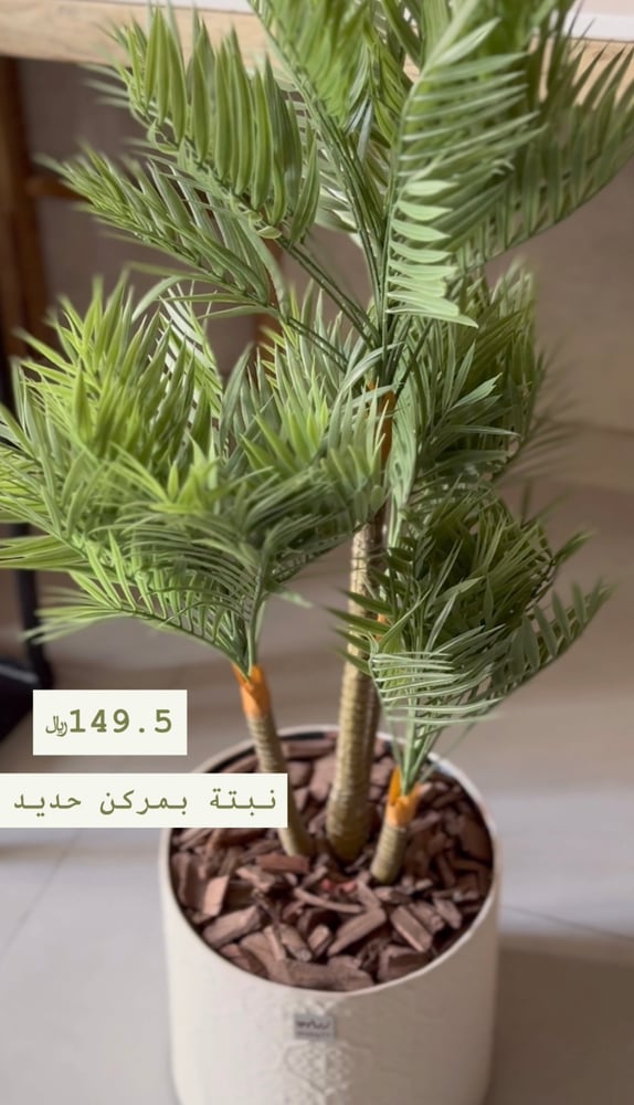 نبتة بمركن حديد داخل الرياض فقط