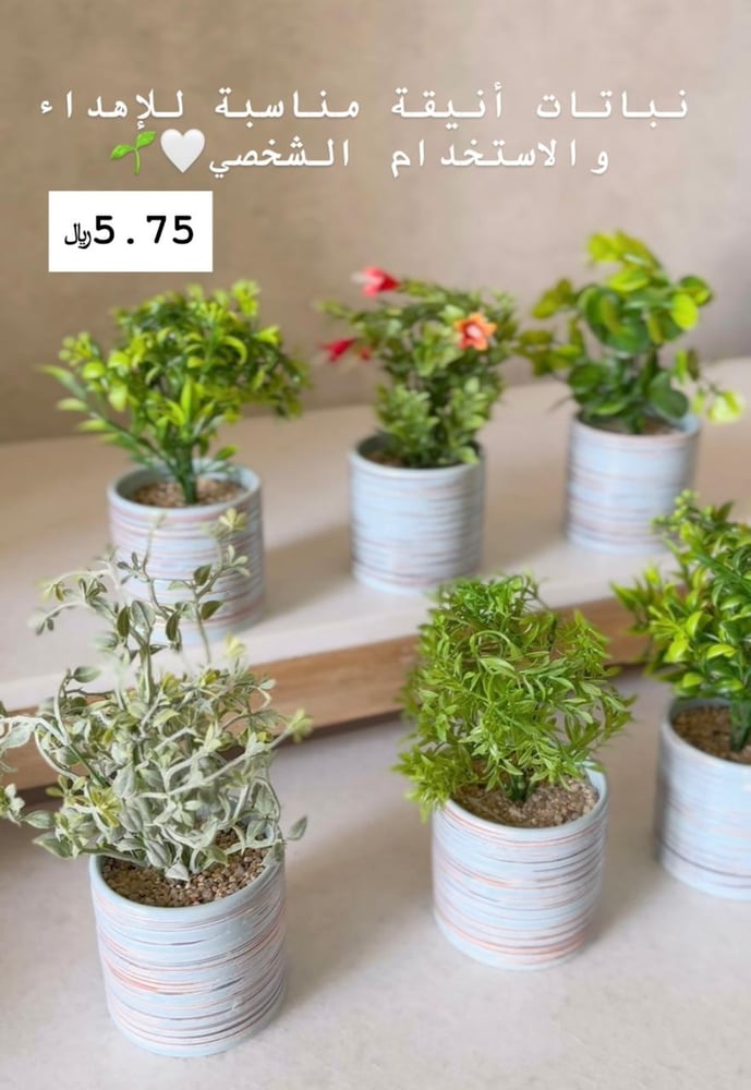 نباتات زينة صغيرة