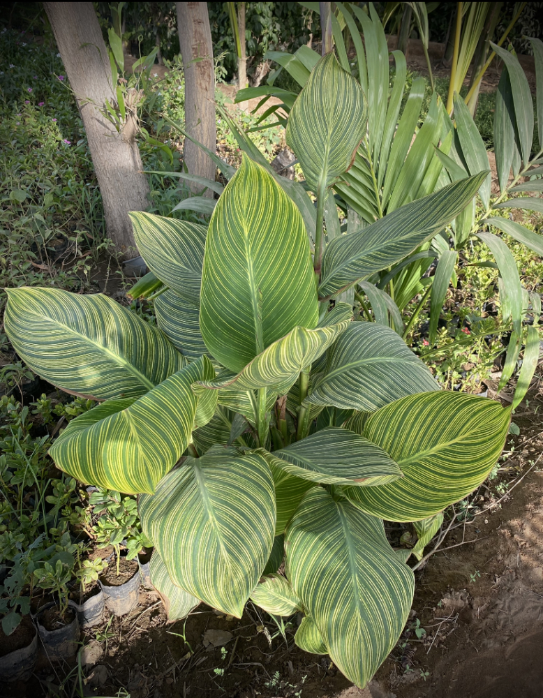Canna Pretoria