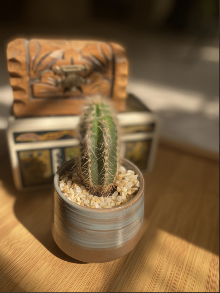 Natural cactus small size