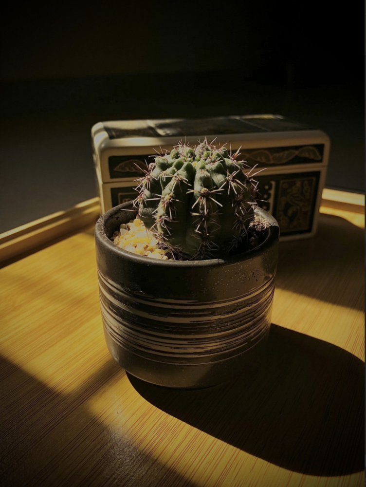 Small cactus in a pot