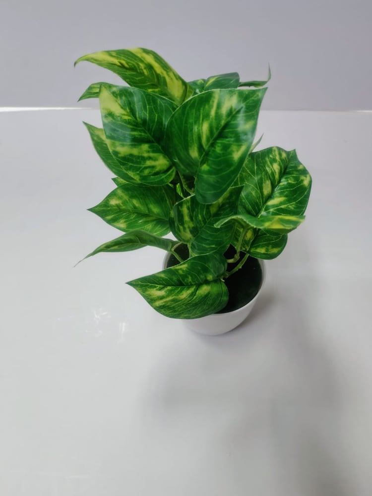 Artificial Variegated Pothos Plant نبات البوثوس الاصطناعي المتنوع