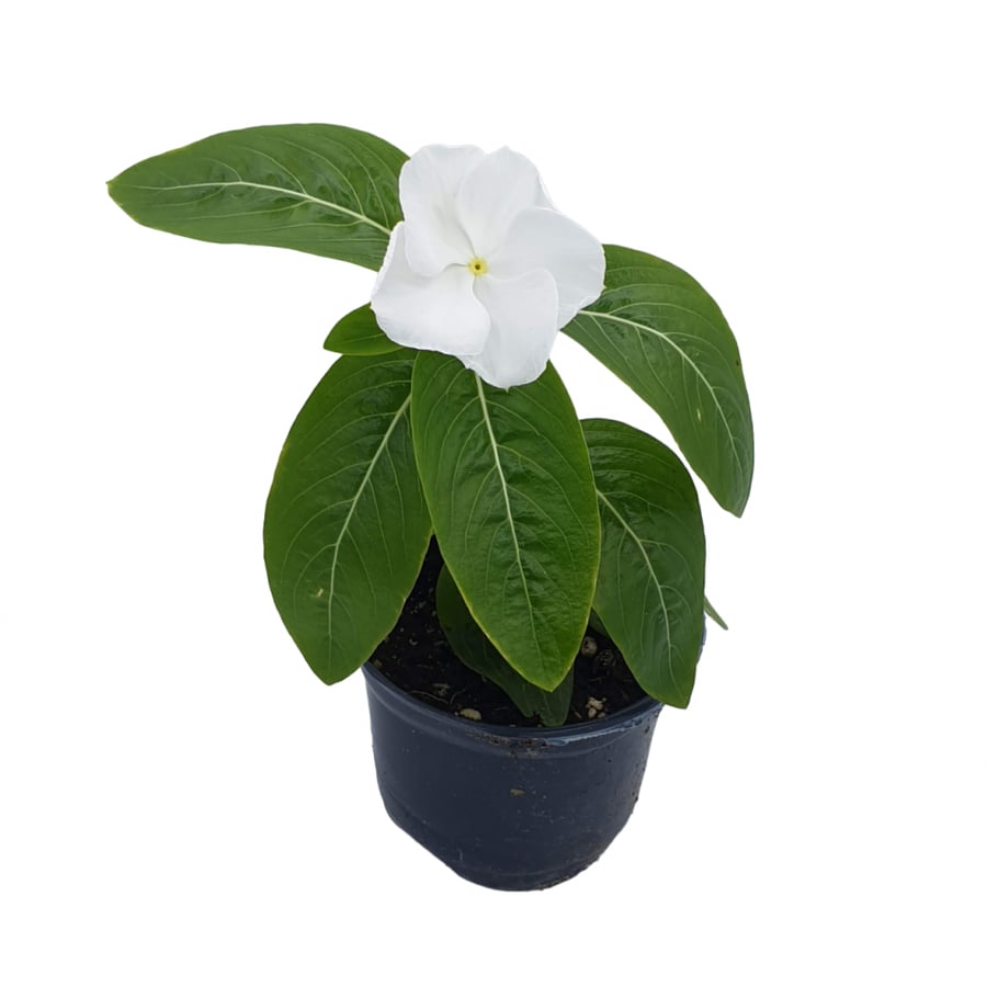 نبات طبيعي خارجي | زهور بيضاء Outdoor Plant | Flowers