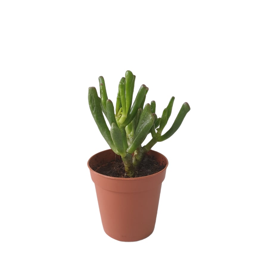 نبات طبيعي داخلي | كراسولا Indoor Plant | Crassula Ovata
