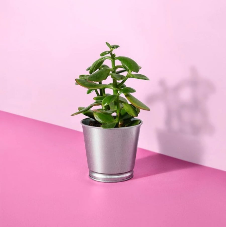 ايكيا | آنية نباتات حوض | رصاصي مجلفن IKEA | Plant Pot Galvanised | 9cm