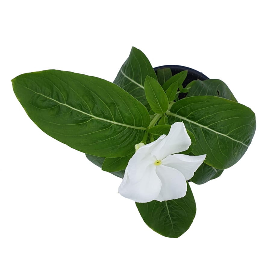 نبات طبيعي خارجي | زهور بيضاء Outdoor Plant | Flowers