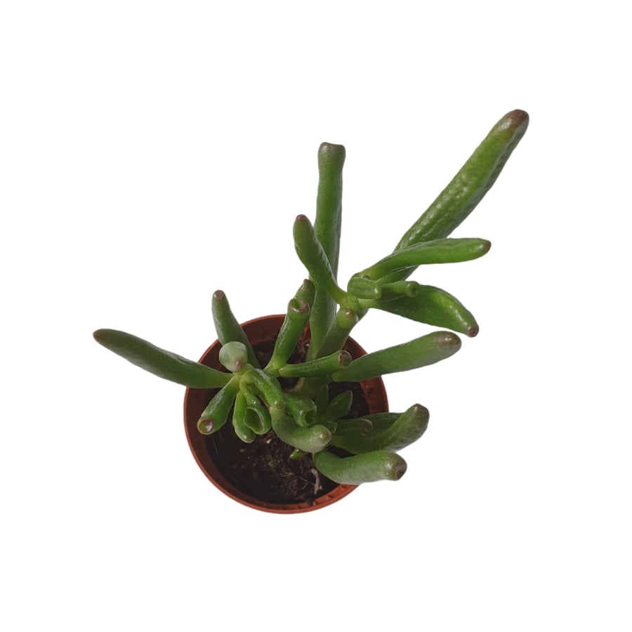 نبات طبيعي داخلي | كراسولا Indoor Plant | Crassula Ovata