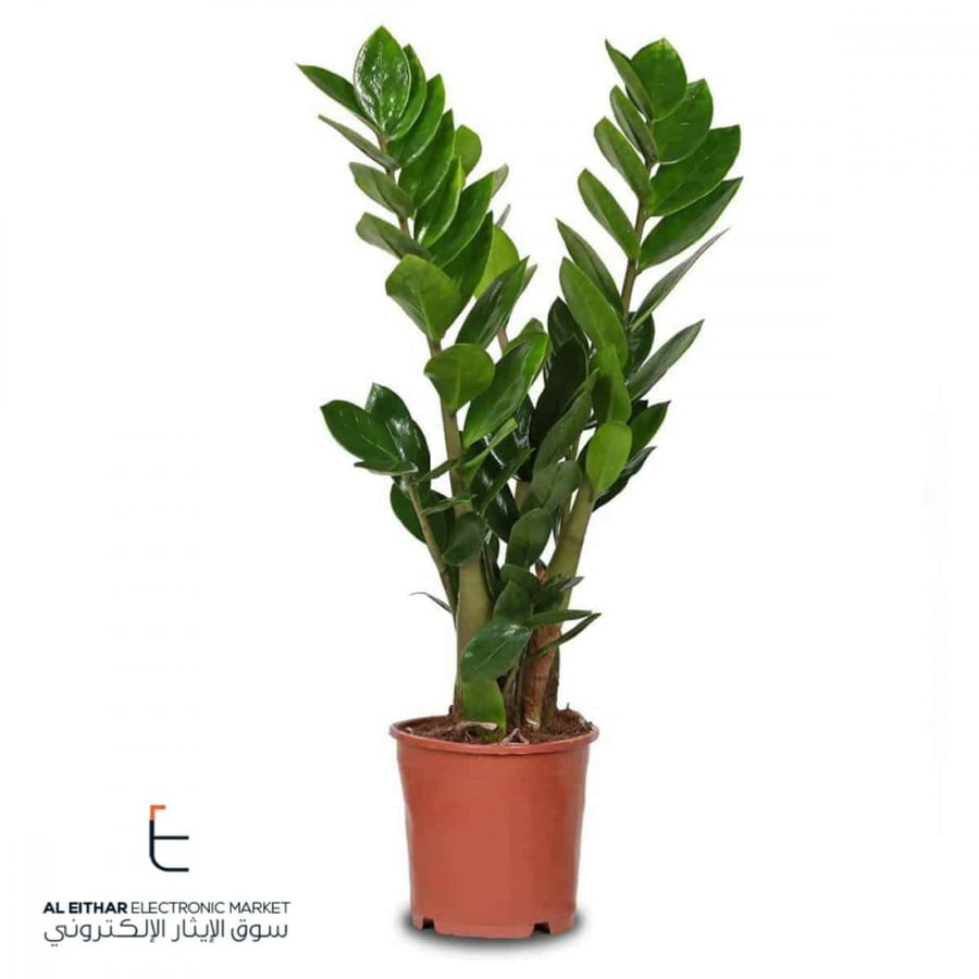 نبات طبيعي داخلي | زاميا Indoor Plant | Zamia