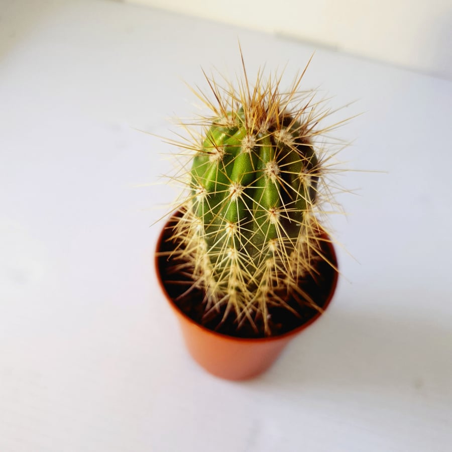 نبات طبيعي داخلي | الصبار - شكل 1 Indoor Plant | Cactus