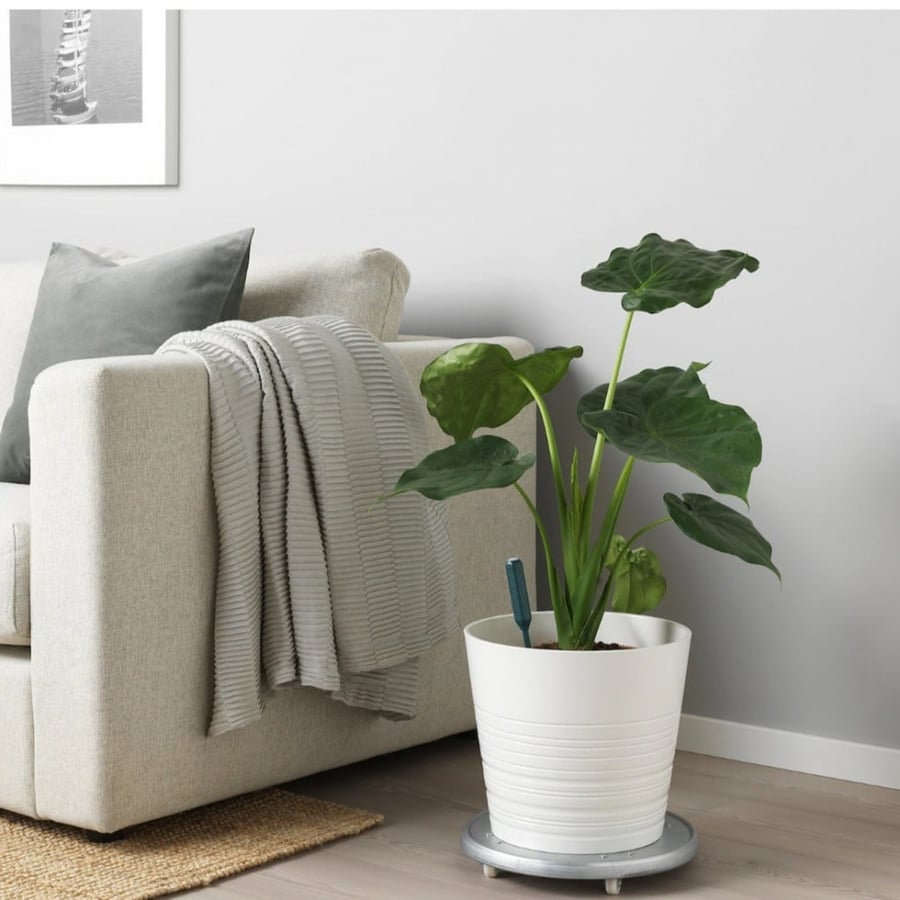 حساس ري النباتات مقياس رطوبة التربة Plant Watering Sensor