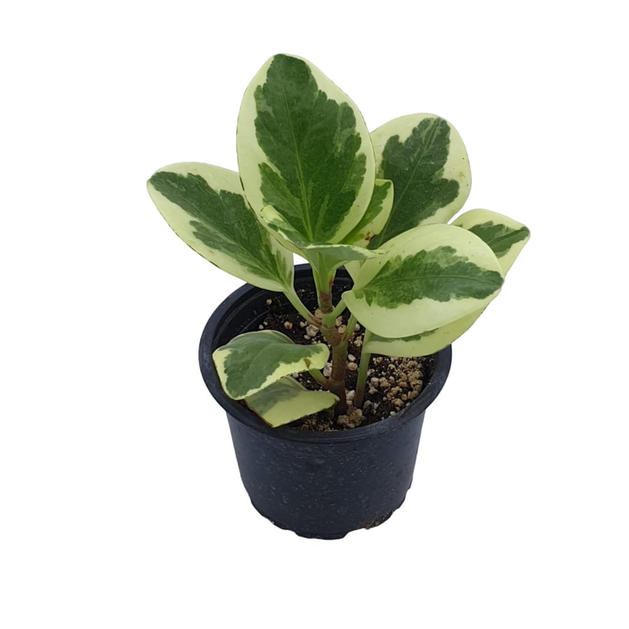 نبات طبيعي داخلي | ببروميا مبرقشة Indoor Plant | Peperomia