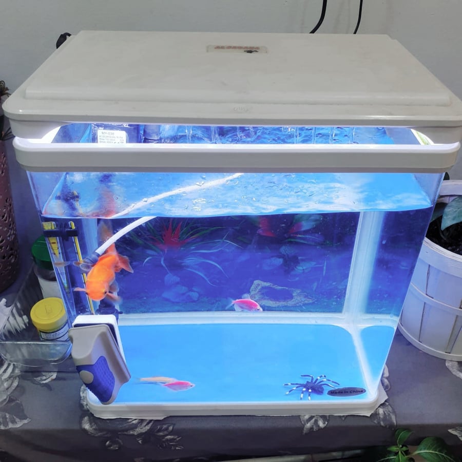 تأجير أسبوعي بالقطيف | حوض سمك مع السمك وملحقاته Fish Tank For Rent in Qatif