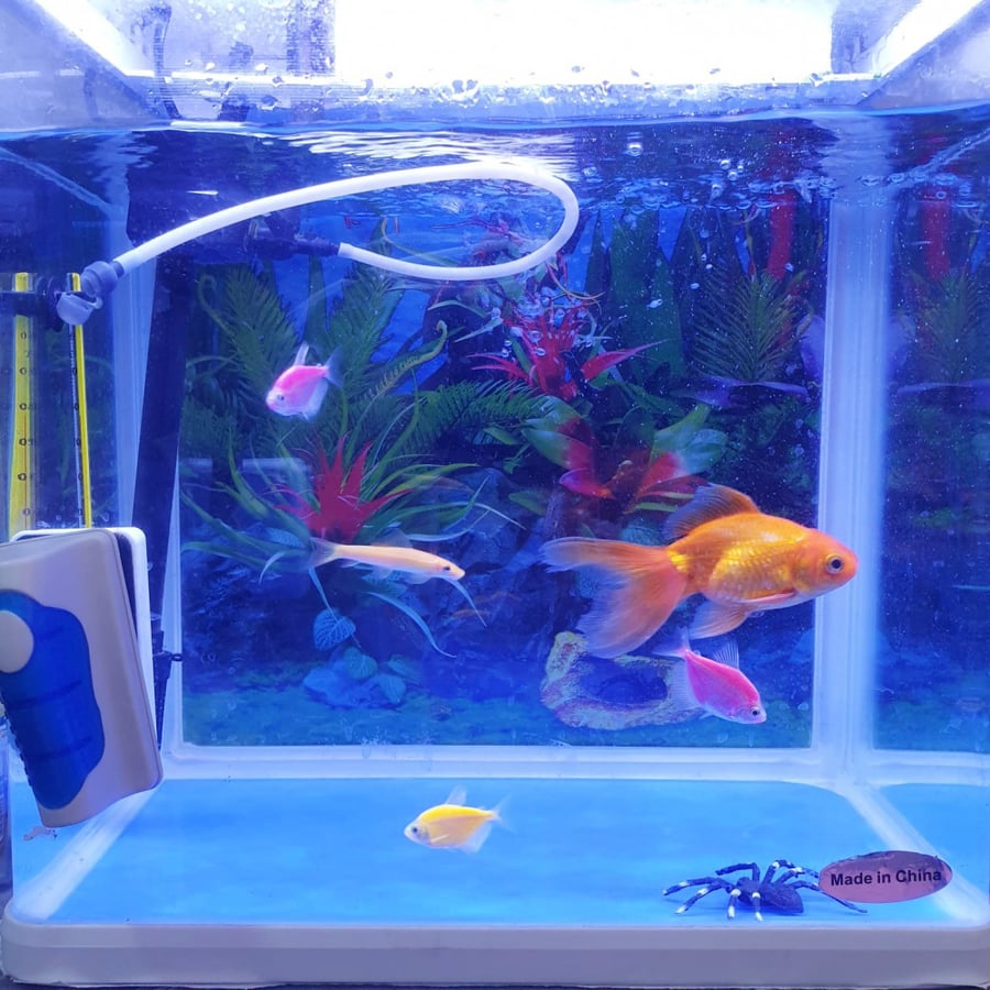 تأجير أسبوعي بالقطيف | حوض سمك مع السمك وملحقاته Fish Tank For Rent in Qatif
