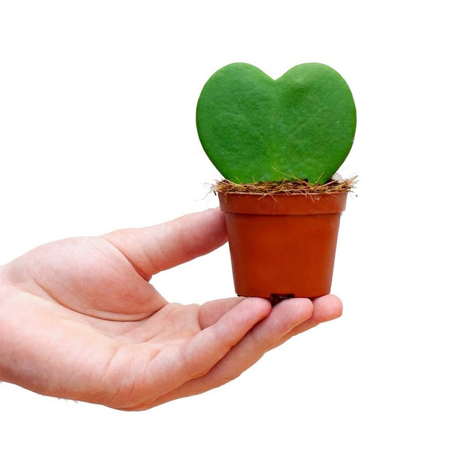 نبات طبيعي داخلي | صبار هويا قلب الحب Indoor Plant | Hoya kerrii Heart