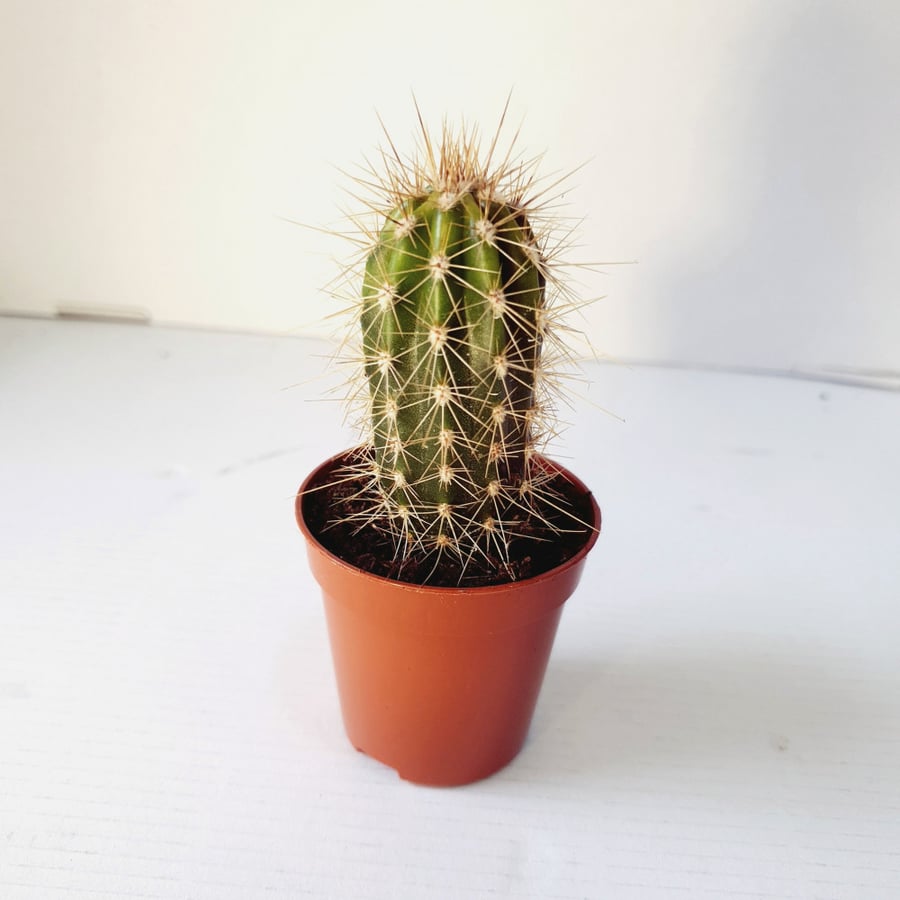 نبات طبيعي داخلي | الصبار - شكل 1 Indoor Plant | Cactus