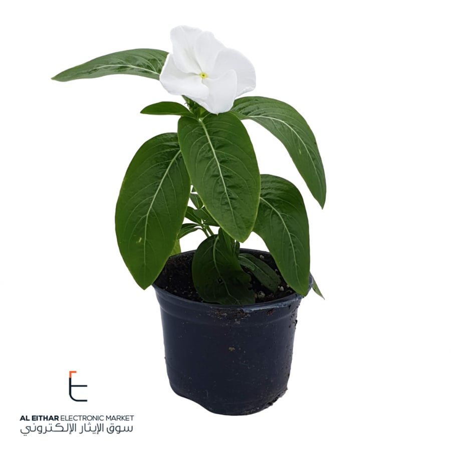 نبات طبيعي خارجي | زهور بيضاء Outdoor Plant | Flowers