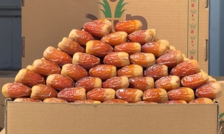 نوادر الصقعي الملكي الفاخر