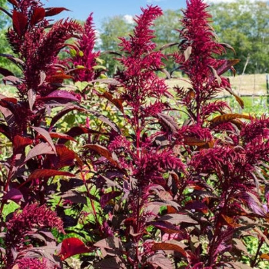 بذور الأمارنتس الأحمر - القطيفة الحمراء ( Amaranthus Cruentus )