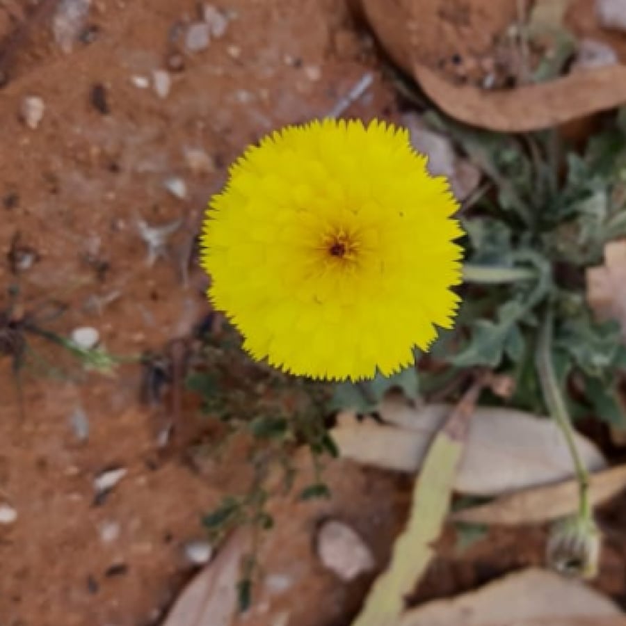 بذور زهرة الحوذان ( Ranunculus )