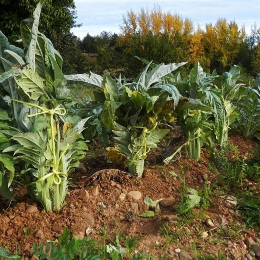 بذور الخرشوف الشوكي ( cynara cardunculus )