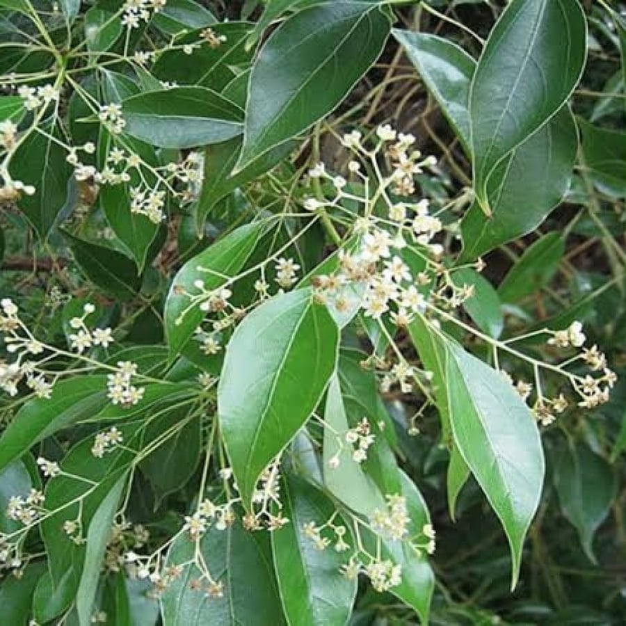 بذور الكافور - الكين الليموني ( Eucalyptus citriodora )