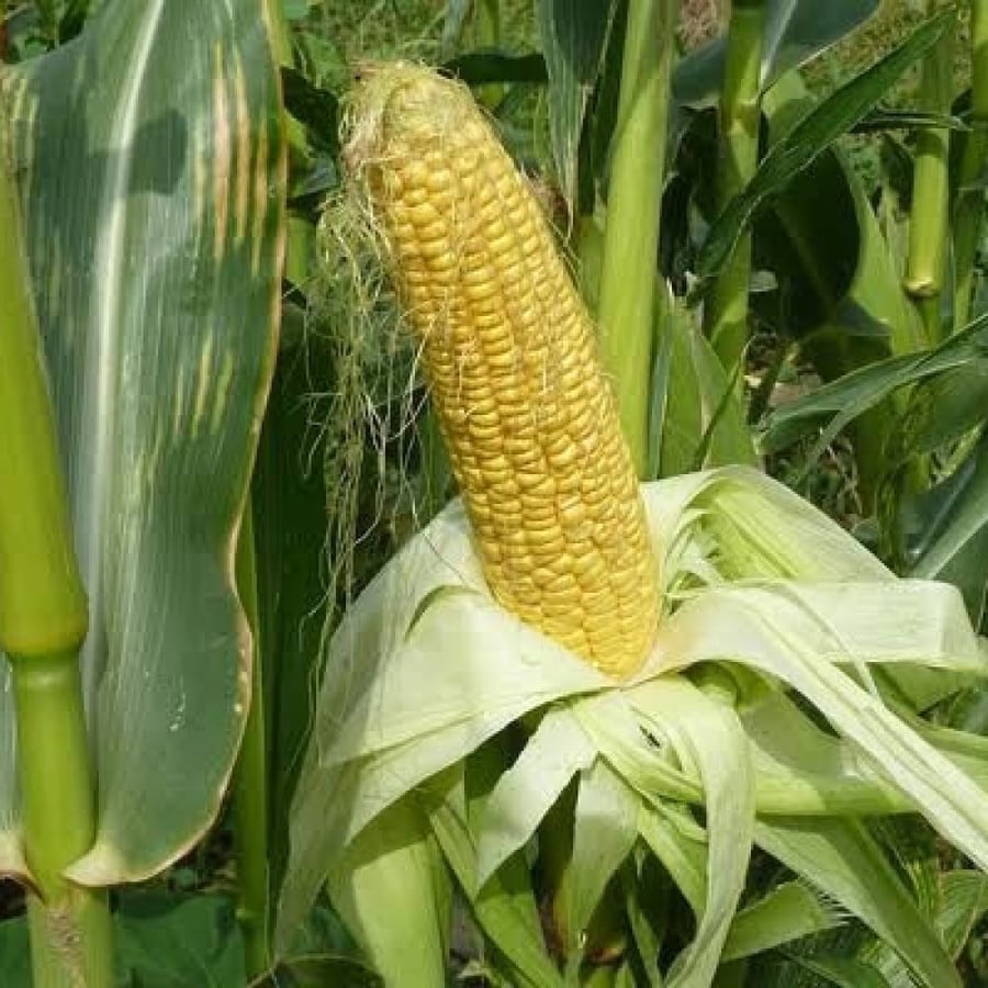 بذور ذرة شامية صفراء هجين ( Zea mays subsp )
