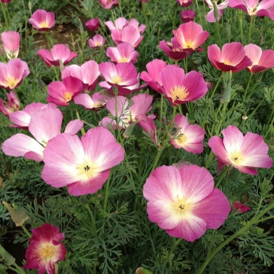 بذور زهور ديدحان كاليفورنيا الارجواني ( Eschscholzia californica )