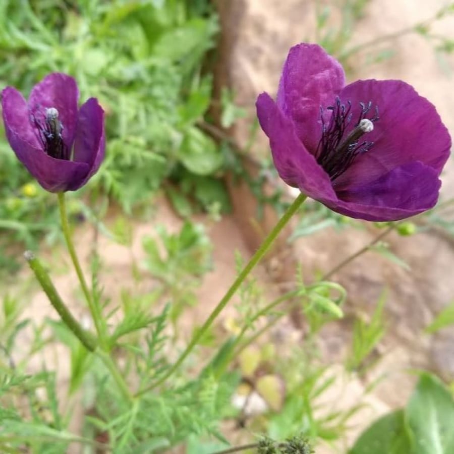 بذور البختري ( Roemeria )