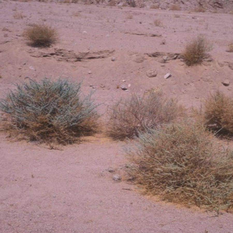 بذور عشبة البعيثران - شيح العطارين ( Artemisia Judaica )
