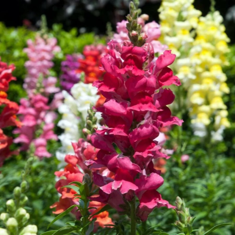 بذور زهرة فم السمكة - انترهيم ( Antirrhinum majus )