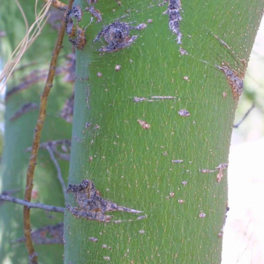 بذور شجرة‬ باركنسونيا فلوريدا‬ ( Parkinsonia florida )