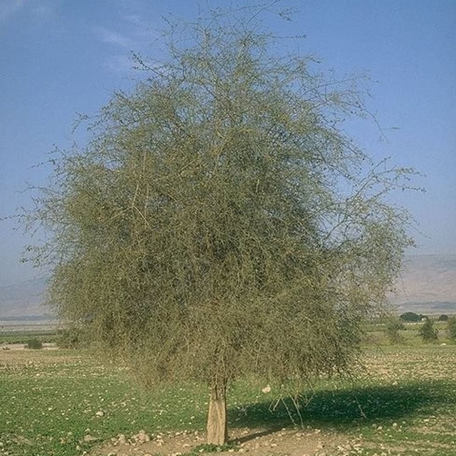بذور شجرة الهجليج - اللالوب - تمر الصحراء ( Balanites aegyptiaca )