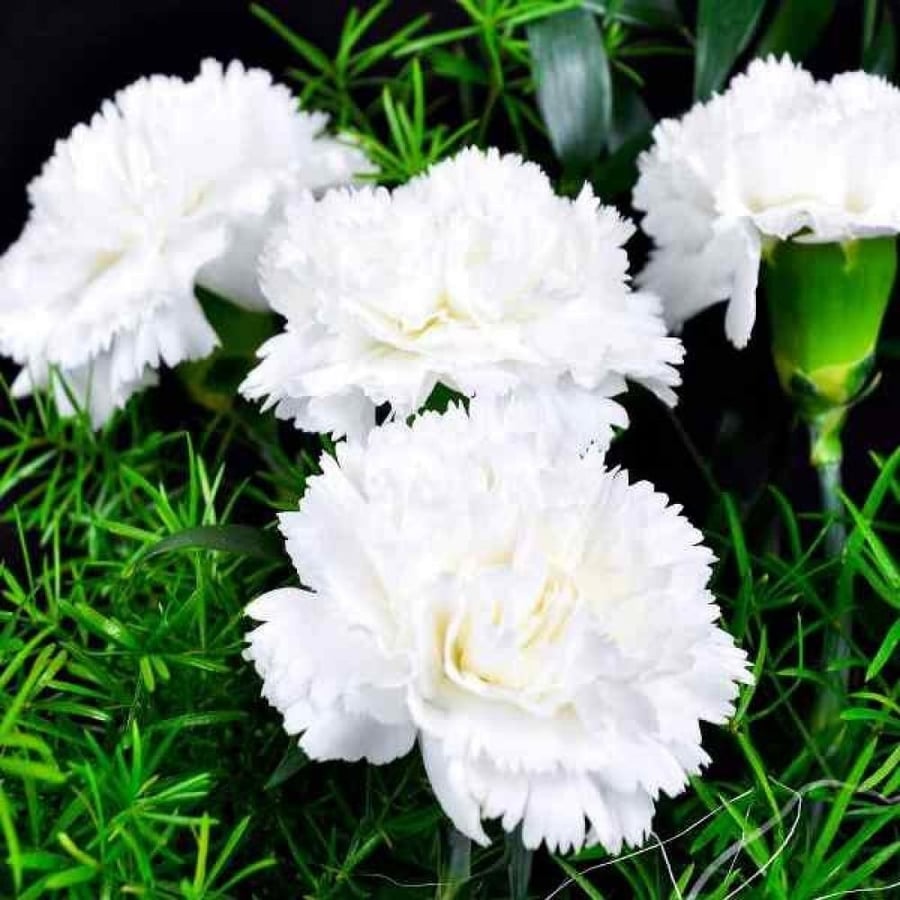 بذور زهرة القرنفل الأبيض ( Dianthus caryophyllus )