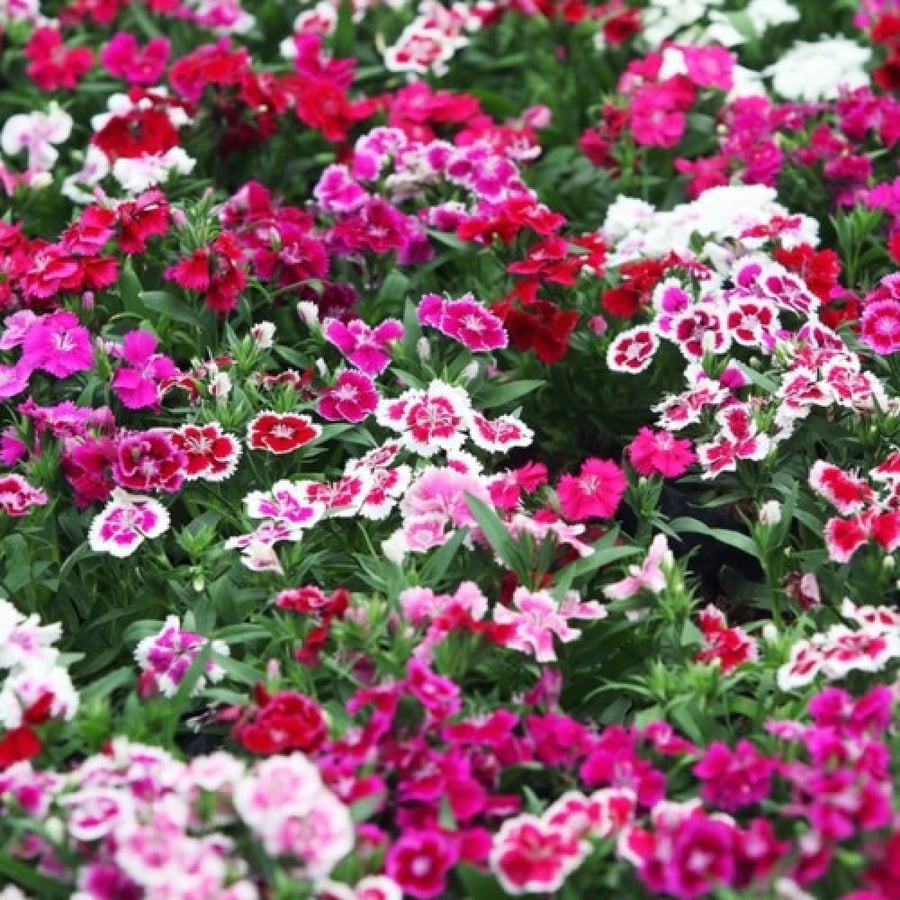 بذور زهرة القرنفل الصيني ( Dianthus chinensis )