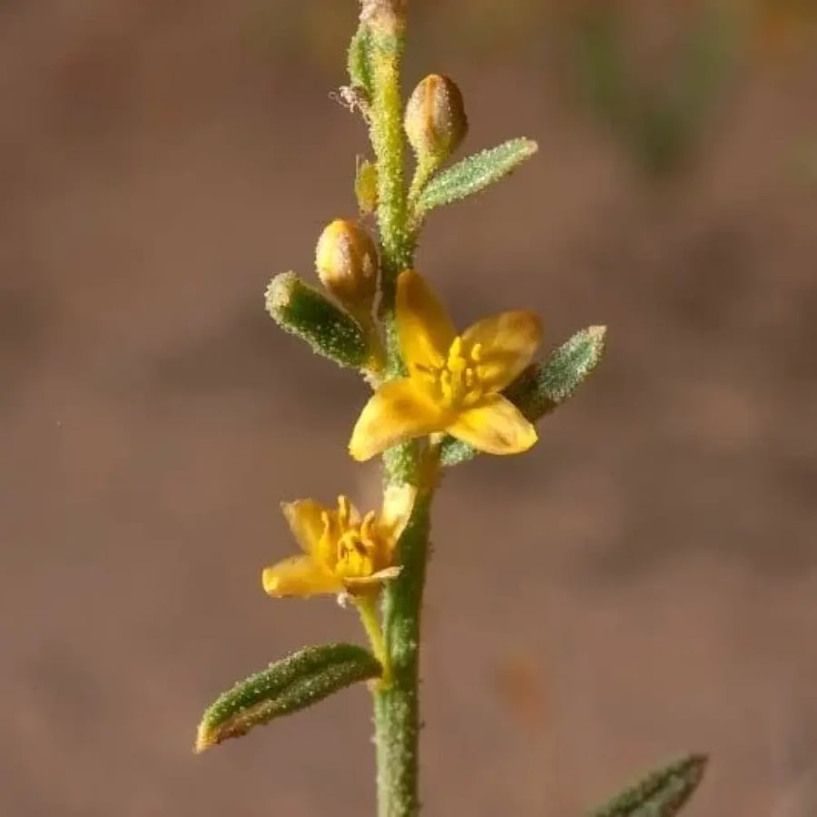 بذور شجيرة العلقى ( Dipterygium glaucum )