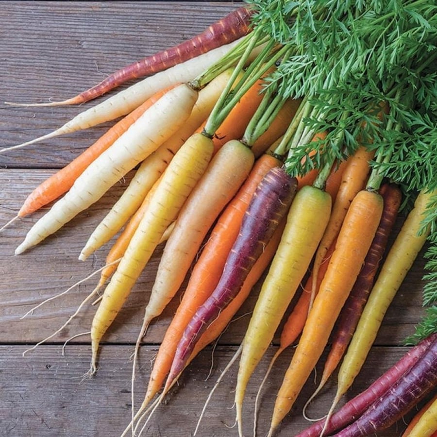Colored carrot plant seeds