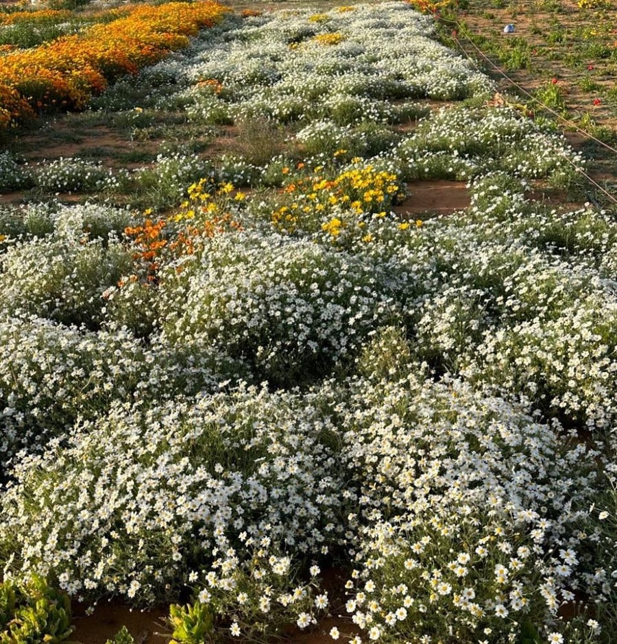 بذور القحويان - الاقحوان البري ( anthemis deserti )