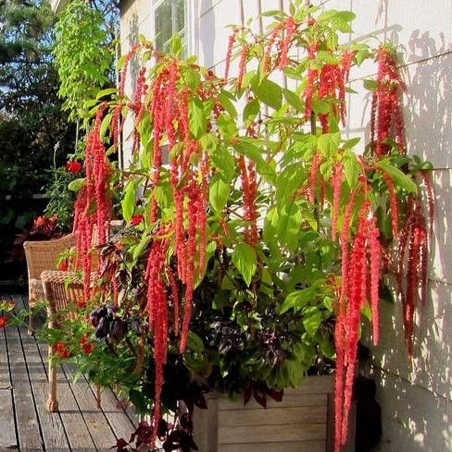 بذور الزهرة المخملية ( Amaranthus caudatus )