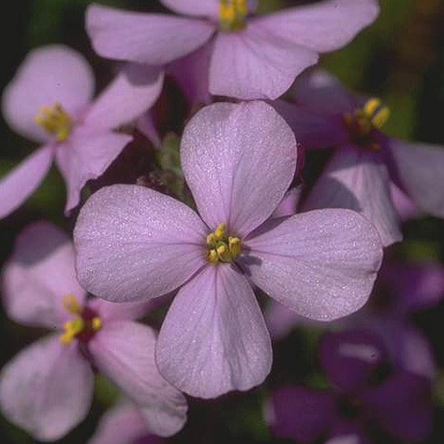 بذور عشبة اليهق - الجرجير البري ( Diplotaxis acris )
