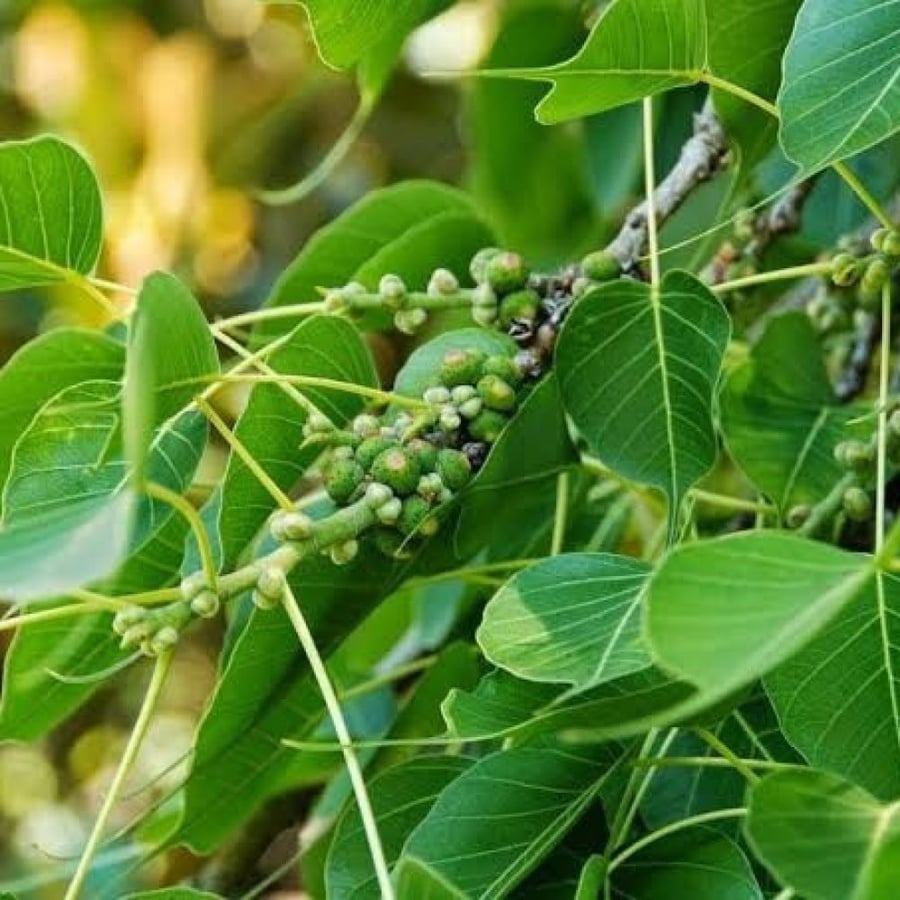 بذور شجرة فيكس لسان العصفور ( Ficus religiosa )