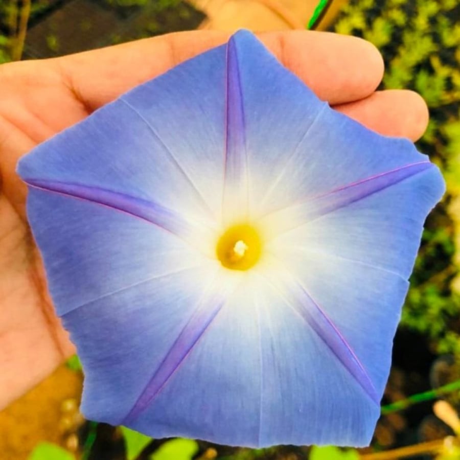 بذور متسلقة مجد الصباح السماويه ( Ipomoea tricolor )