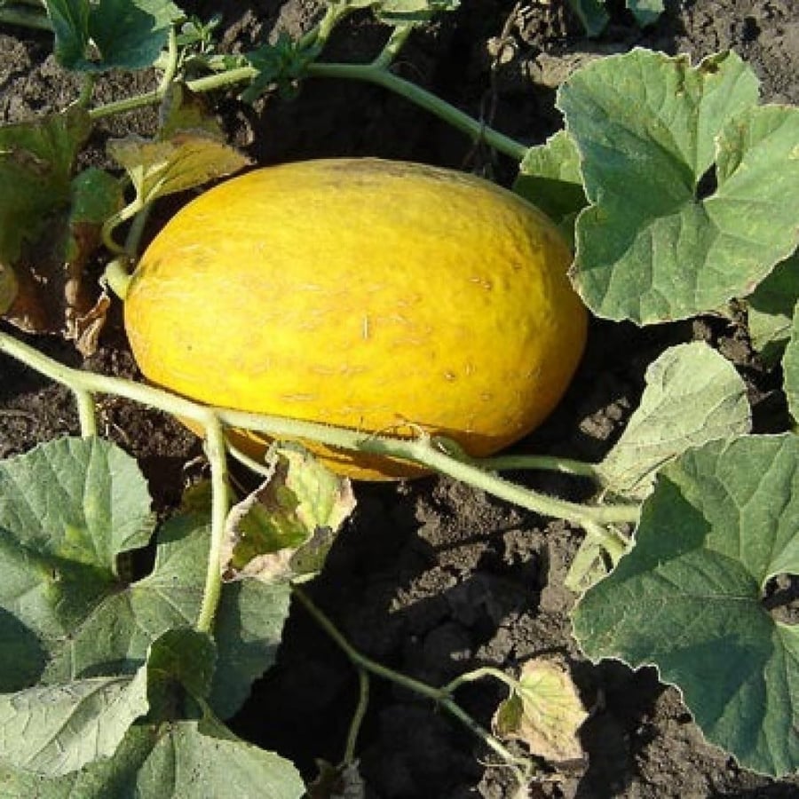 بذور شمام كناري أصفر ( Cucumis melo )