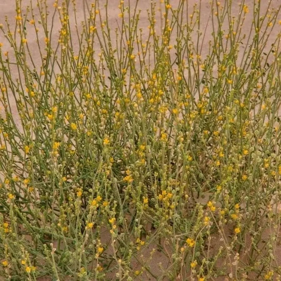 بذور شجيرة العلقى ( Dipterygium glaucum )