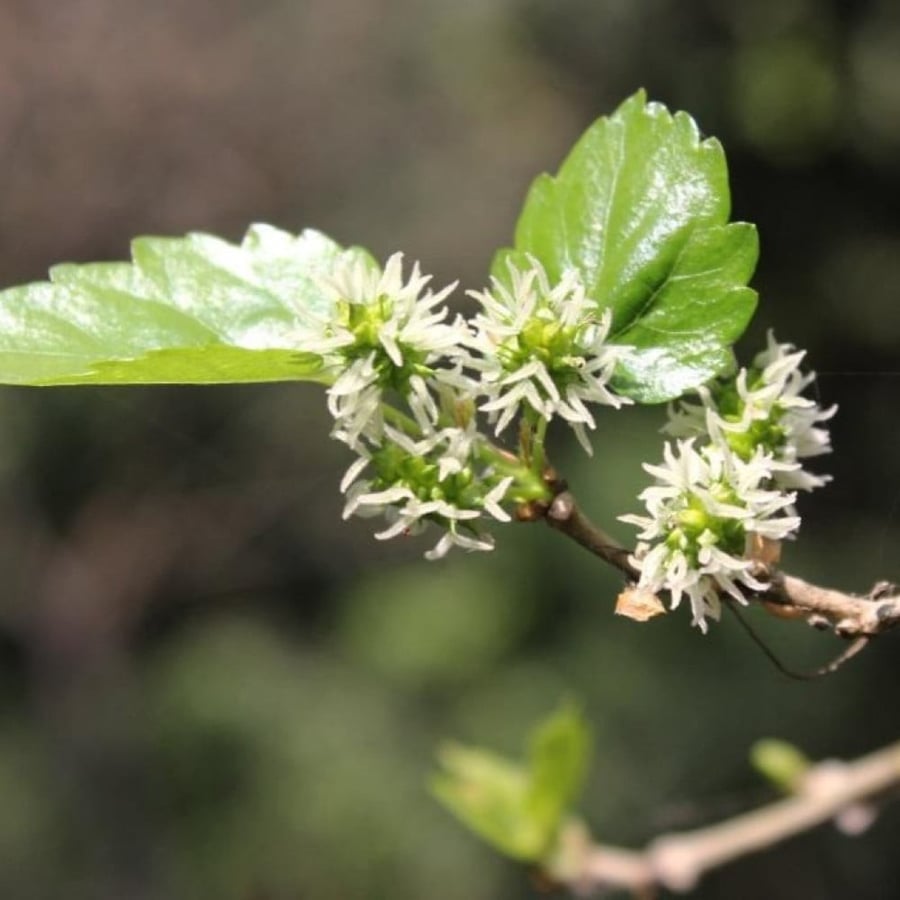 بذور شجرة توت القز الأبيض - ألبا ( morus alba )