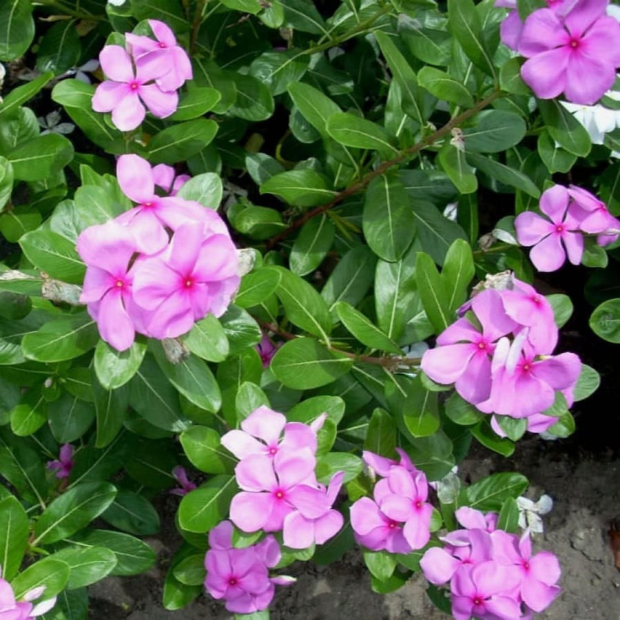 بذور البفتة الوردية - البلدي ( Catharanthus roseus )