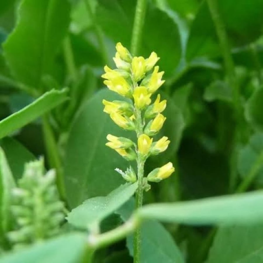 بذور عشبة النفل ( Trifolium )
