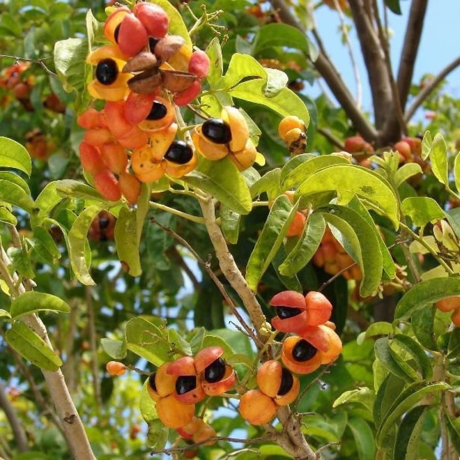 بذور شجرة هاربوليا - خشب التوليب ( Harpullia pendula )