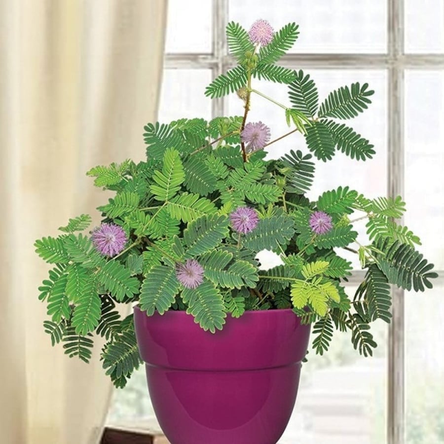بذور شجيرة الخجولة - ميموزا بوديكا ( Mimosa pudica )