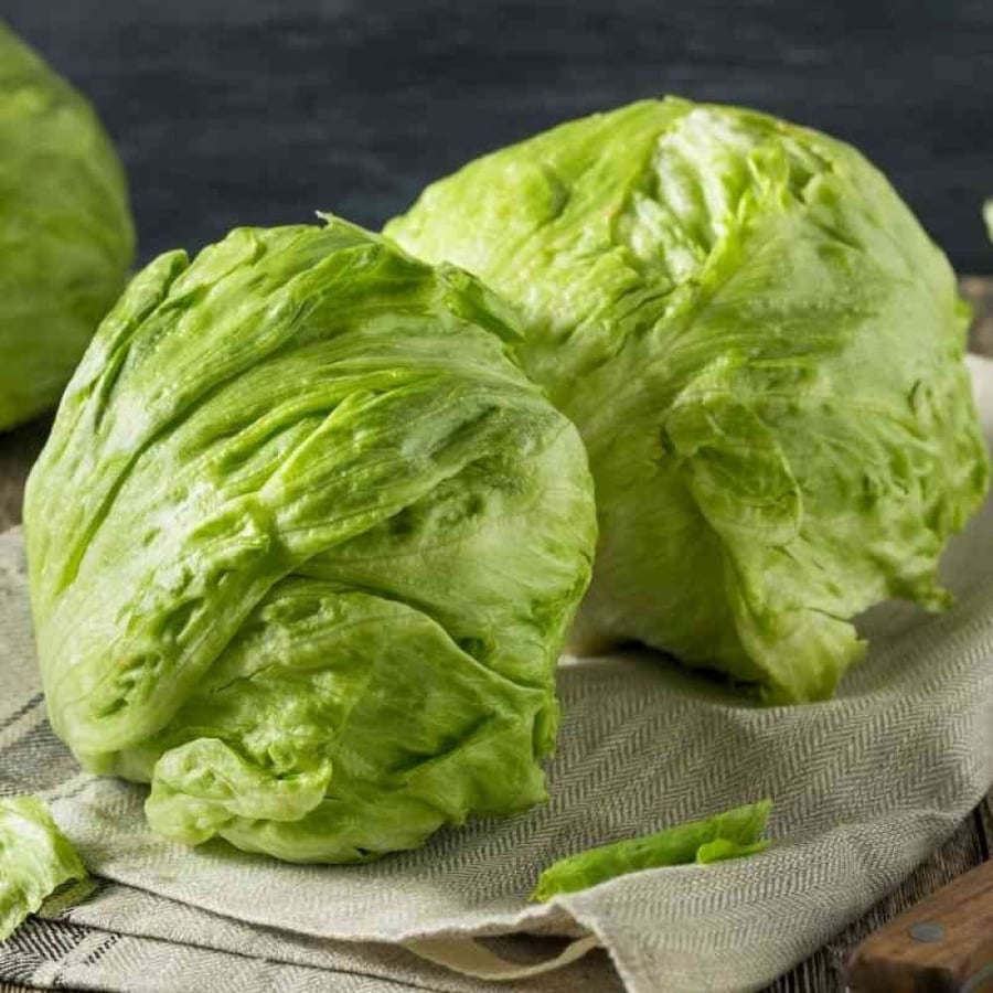 بذور الخس الامريكي ( Crisphead Iceberg Lettuce )