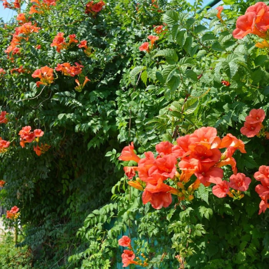 Climbing trumpet seeds